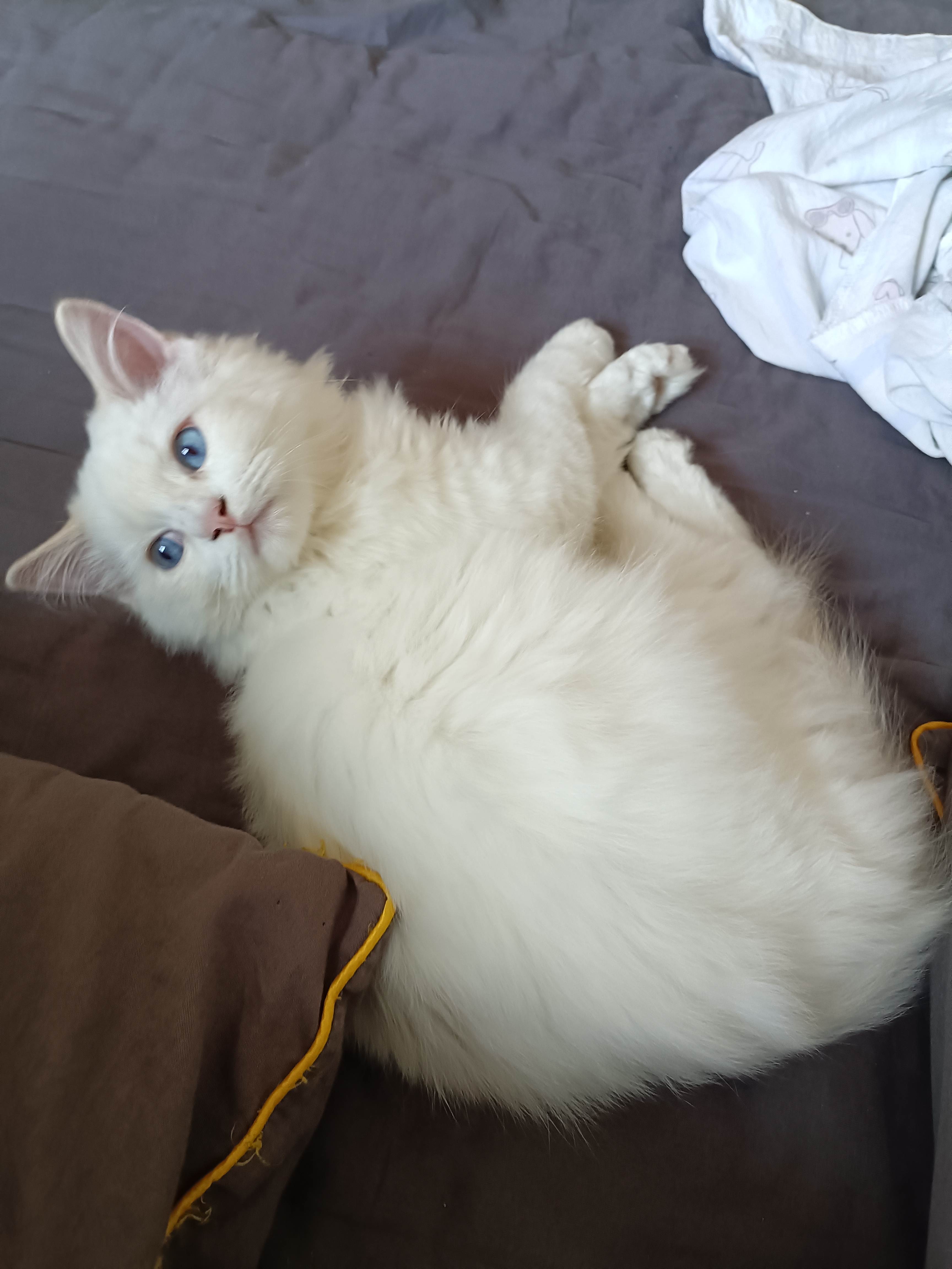 纯种火焰色布偶